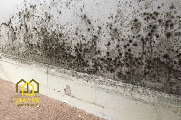 What’s the First Step to Take When You Notice Damp on a Party Wall Slough?